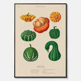 Kökstavla med pumpor poster – Canvastavla med prydnadspumpor, pumpaposter av Ernst Benary, pumpor-tavla, tavla med pumpor, skolposter, köksposter, poster till kök