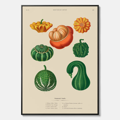 Kökstavla med pumpor poster – Canvastavla med prydnadspumpor, pumpaposter av Ernst Benary, pumpor-tavla, tavla med pumpor, skolposter, köksposter, poster till kök
