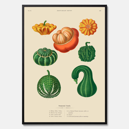 Kökstavla med pumpor poster – Plansch med prydnadspumpor, pumpaposter av Ernst Benary, pumpor-tavla, tavla med pumpor, skolposter, köksposter, poster till kök