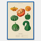 Kökstavla med pumpor poster – Plansch med prydnadspumpor, pumpaposter av Ernst Benary, pumpor-tavla, tavla med pumpor, skolposter, köksposter, poster till kök