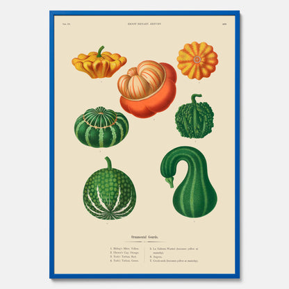 Kökstavla med pumpor poster – Plansch med prydnadspumpor, pumpaposter av Ernst Benary, pumpor-tavla, tavla med pumpor, skolposter, köksposter, poster till kök