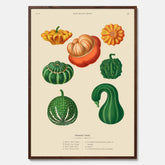 Kökstavla med pumpor poster – Plansch med prydnadspumpor, pumpaposter av Ernst Benary, pumpor-tavla, tavla med pumpor, skolposter, köksposter, poster till kök