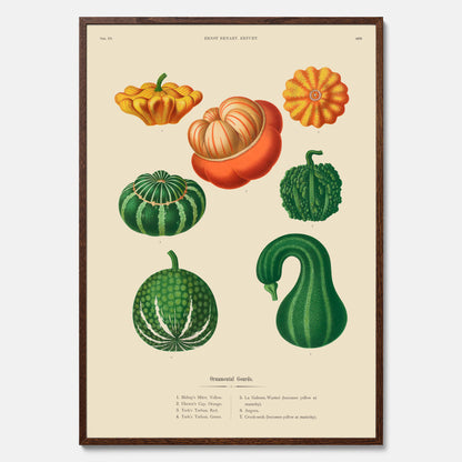 Kökstavla med pumpor poster – Plansch med prydnadspumpor, pumpaposter av Ernst Benary, pumpor-tavla, tavla med pumpor, skolposter, köksposter, poster till kök