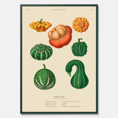 Kökstavla med pumpor poster – Plansch med prydnadspumpor, pumpaposter av Ernst Benary, pumpor-tavla, tavla med pumpor, skolposter, köksposter, poster till kök
