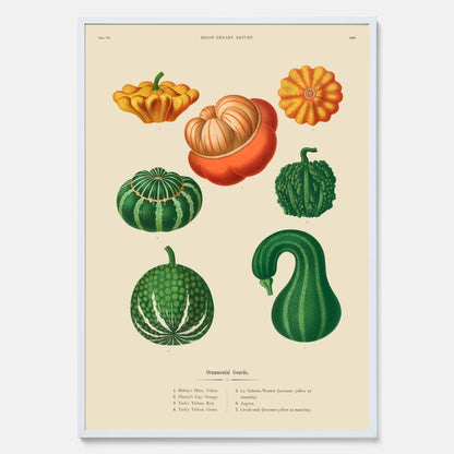 Kökstavla med pumpor poster – Plansch med prydnadspumpor, pumpaposter av Ernst Benary, pumpor-tavla, tavla med pumpor, skolposter, köksposter, poster till kök