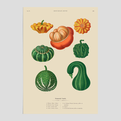 Kökstavla med pumpor poster – Plansch med prydnadspumpor, pumpaposter av Ernst Benary, pumpor-tavla, tavla med pumpor, skolposter, köksposter, poster till kök
