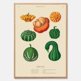 Kökstavla med pumpor poster – Plansch med prydnadspumpor, pumpaposter av Ernst Benary, pumpor-tavla, tavla med pumpor, skolposter, köksposter, poster till kök