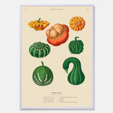 Kökstavla med pumpor poster – Plansch med prydnadspumpor, pumpaposter av Ernst Benary, pumpor-tavla, tavla med pumpor, skolposter, köksposter, poster till kök