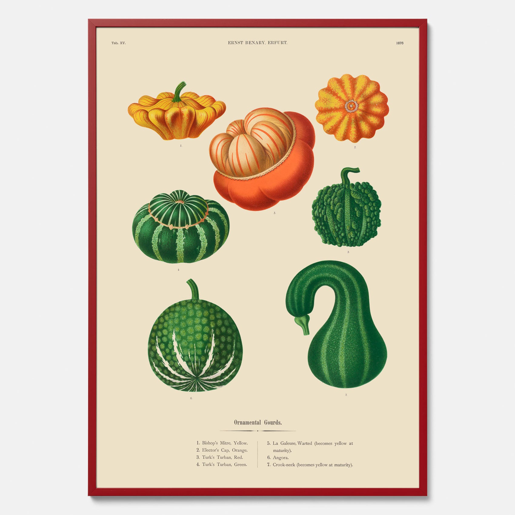 Kökstavla med pumpor poster – Plansch med prydnadspumpor, pumpaposter av Ernst Benary, pumpor-tavla, tavla med pumpor, skolposter, köksposter, poster till kök