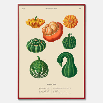 Kökstavla med pumpor poster – Plansch med prydnadspumpor, pumpaposter av Ernst Benary, pumpor-tavla, tavla med pumpor, skolposter, köksposter, poster till kök