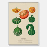 Kökstavla med pumpor poster – Canvastavla med prydnadspumpor, pumpaposter av Ernst Benary, pumpor-tavla, tavla med pumpor, skolposter, köksposter, poster till kök