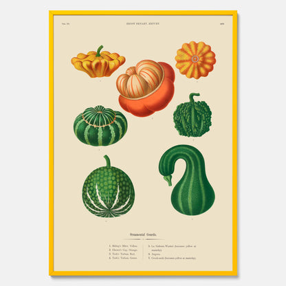 Kökstavla med pumpor poster – Plansch med prydnadspumpor, pumpaposter av Ernst Benary, pumpor-tavla, tavla med pumpor, skolposter, köksposter, poster till kök