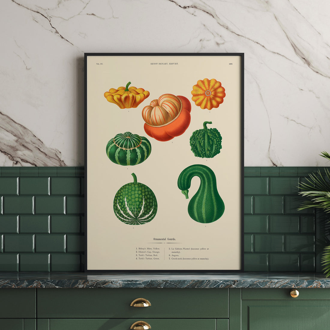 Kökstavla med pumpor poster – Plansch med prydnadspumpor, pumpaposter av Ernst Benary, pumpor-tavla, tavla med pumpor, skolposter, köksposter, poster till kök