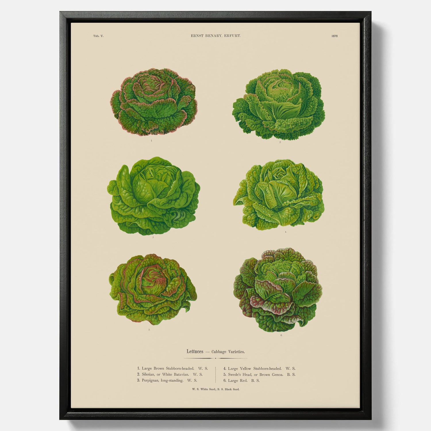 Kökstavla med Sallad poster – Canvas med salladshuvuden, salladposter av Ernst Benary, salladstavla, tavla med salladshuvuden, skolposter, köksposter, poster till kök