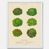 Kökstavla med Sallad poster – Plansch med salladshuvuden, salladposter av Ernst Benary, salladstavla, tavla med salladshuvuden, skolposter, köksposter, poster till kök