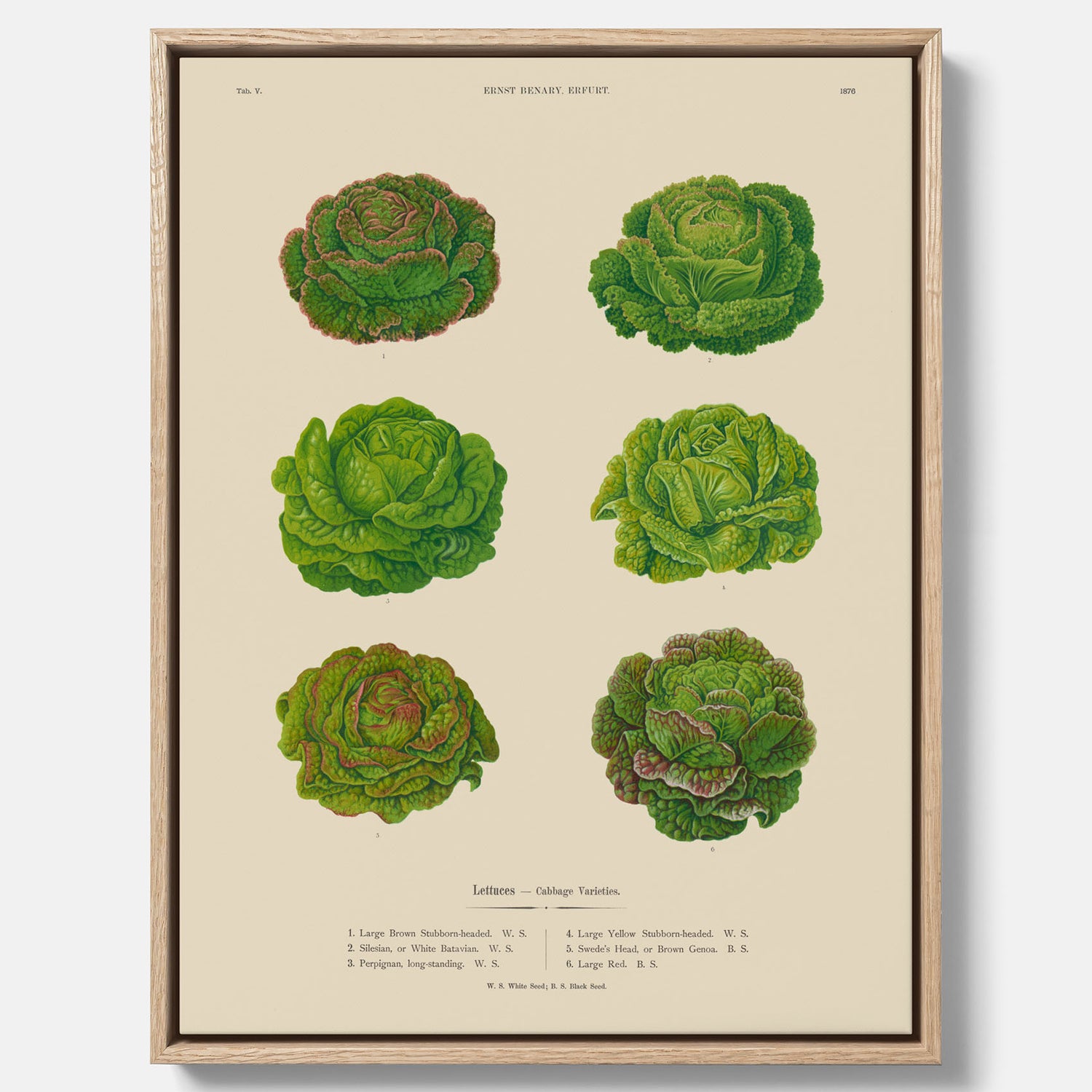Kökstavla med Sallad poster – Canvas med salladshuvuden, salladposter av Ernst Benary, salladstavla, tavla med salladshuvuden, skolposter, köksposter, poster till kök