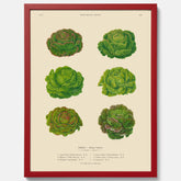 Kökstavla med Sallad poster – Plansch med salladshuvuden, salladposter av Ernst Benary, salladstavla, tavla med salladshuvuden, skolposter, köksposter, poster till kök