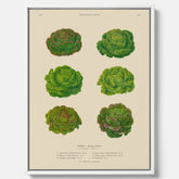 Kökstavla med Sallad poster – Canvas med salladshuvuden, salladposter av Ernst Benary, salladstavla, tavla med salladshuvuden, skolposter, köksposter, poster till kök