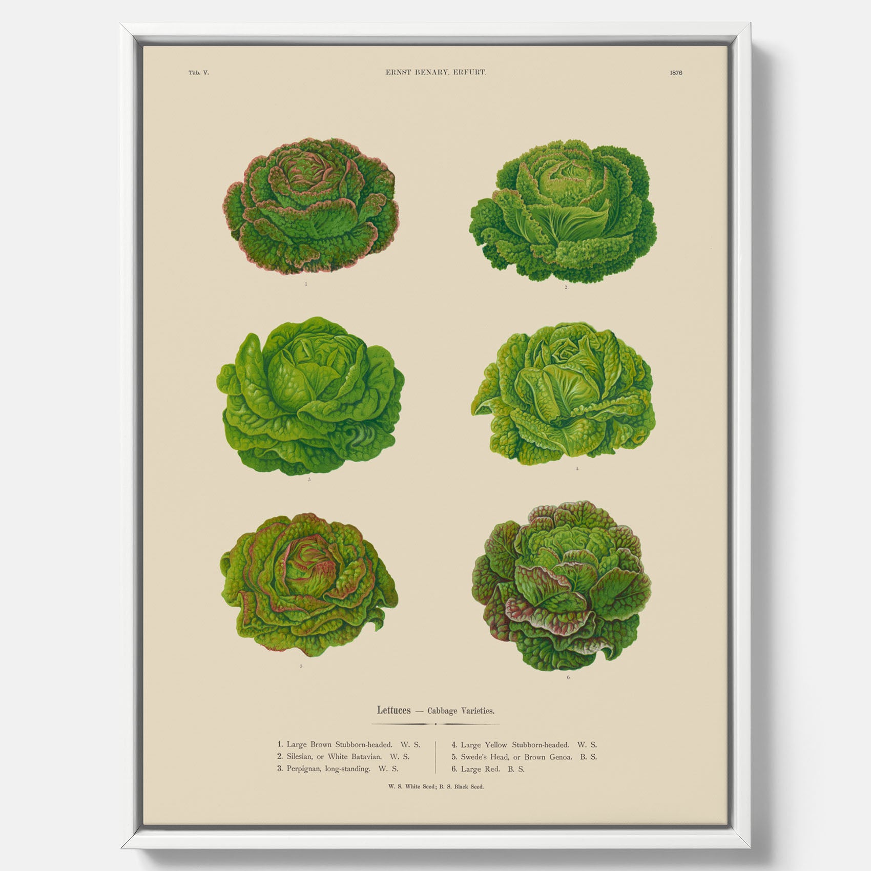 Kökstavla med Sallad poster – Canvas med salladshuvuden, salladposter av Ernst Benary, salladstavla, tavla med salladshuvuden, skolposter, köksposter, poster till kök