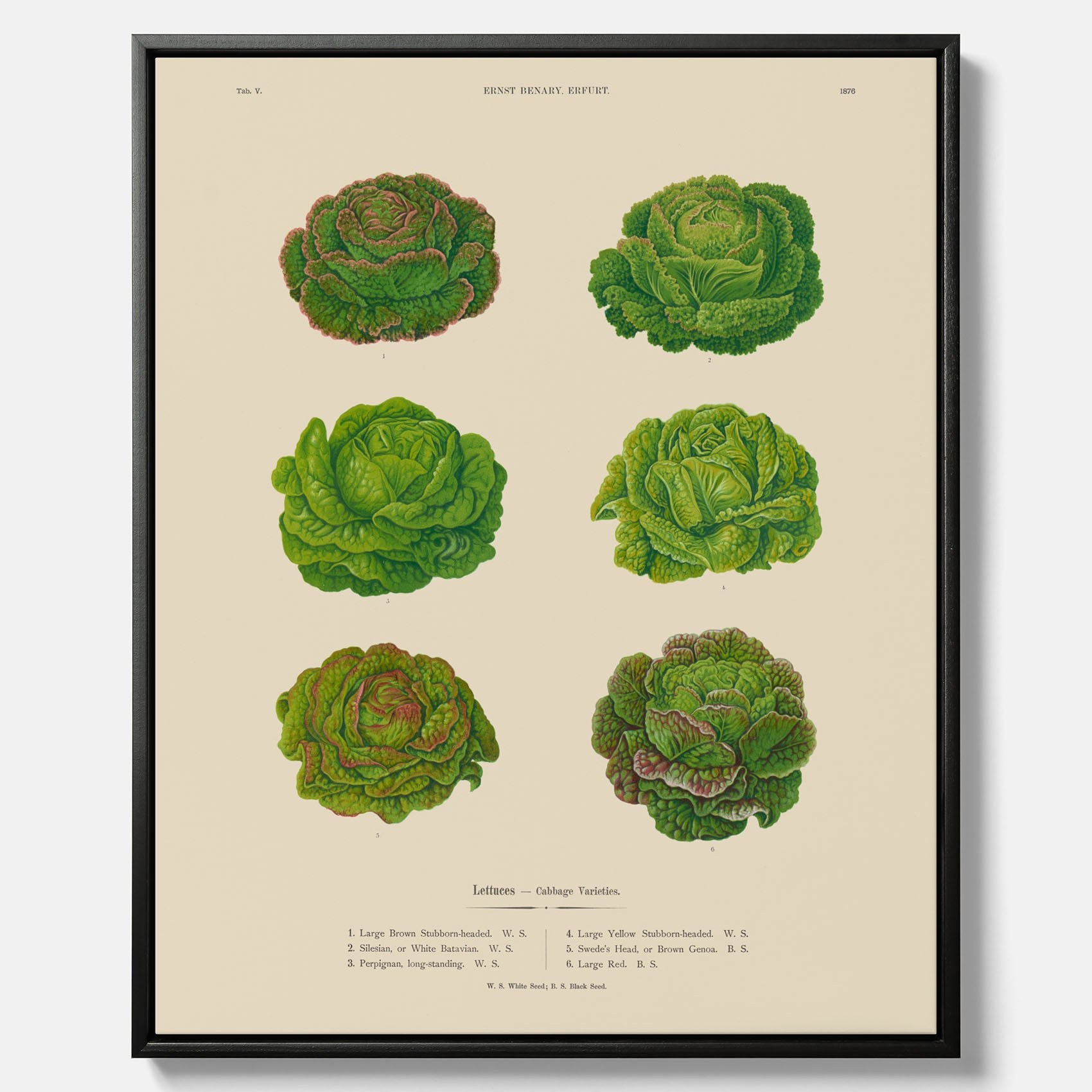 Kökstavla med Sallad poster – Canvas med salladshuvuden, salladposter av Ernst Benary, salladstavla, tavla med salladshuvuden, skolposter, köksposter, poster till kök
