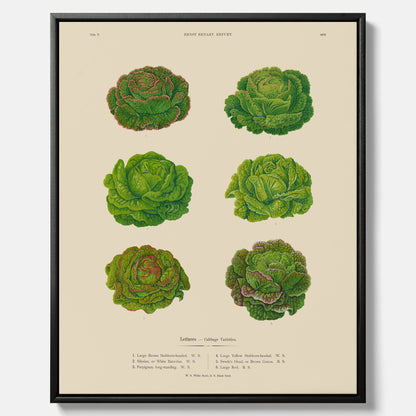 Kökstavla med Sallad poster – Canvas med salladshuvuden, salladposter av Ernst Benary, salladstavla, tavla med salladshuvuden, skolposter, köksposter, poster till kök