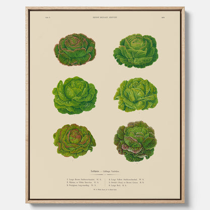 Kökstavla med Sallad poster – Canvas med salladshuvuden, salladposter av Ernst Benary, salladstavla, tavla med salladshuvuden, skolposter, köksposter, poster till kök