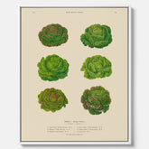 Kökstavla med Sallad poster – Canvas med salladshuvuden, salladposter av Ernst Benary, salladstavla, tavla med salladshuvuden, skolposter, köksposter, poster till kök