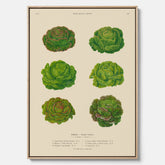 Kökstavla med Sallad poster – Canvas med salladshuvuden, salladposter av Ernst Benary, salladstavla, tavla med salladshuvuden, skolposter, köksposter, poster till kök