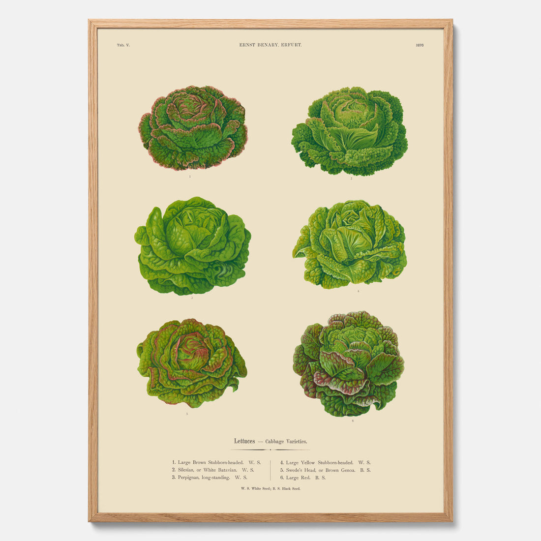 Kökstavla med Sallad poster – Plansch med salladshuvuden, salladposter av Ernst Benary, salladstavla, tavla med salladshuvuden, skolposter, köksposter, poster till kök