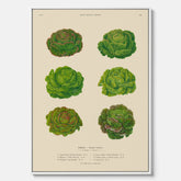 Kökstavla med Sallad poster – Canvas med salladshuvuden, salladposter av Ernst Benary, salladstavla, tavla med salladshuvuden, skolposter, köksposter, poster till kök