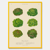 Kökstavla med Sallad poster – Plansch med salladshuvuden, salladposter av Ernst Benary, salladstavla, tavla med salladshuvuden, skolposter, köksposter, poster till kök