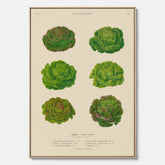 Kökstavla med Sallad poster – Canvas med salladshuvuden, salladposter av Ernst Benary, salladstavla, tavla med salladshuvuden, skolposter, köksposter, poster till kök