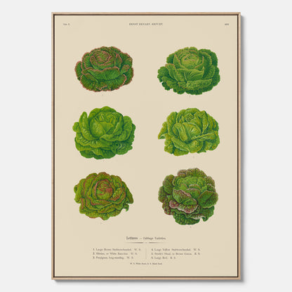 Kökstavla med Sallad poster – Canvas med salladshuvuden, salladposter av Ernst Benary, salladstavla, tavla med salladshuvuden, skolposter, köksposter, poster till kök