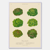 Kökstavla med Sallad poster – Plansch med salladshuvuden, salladposter av Ernst Benary, salladstavla, tavla med salladshuvuden, skolposter, köksposter, poster till kök