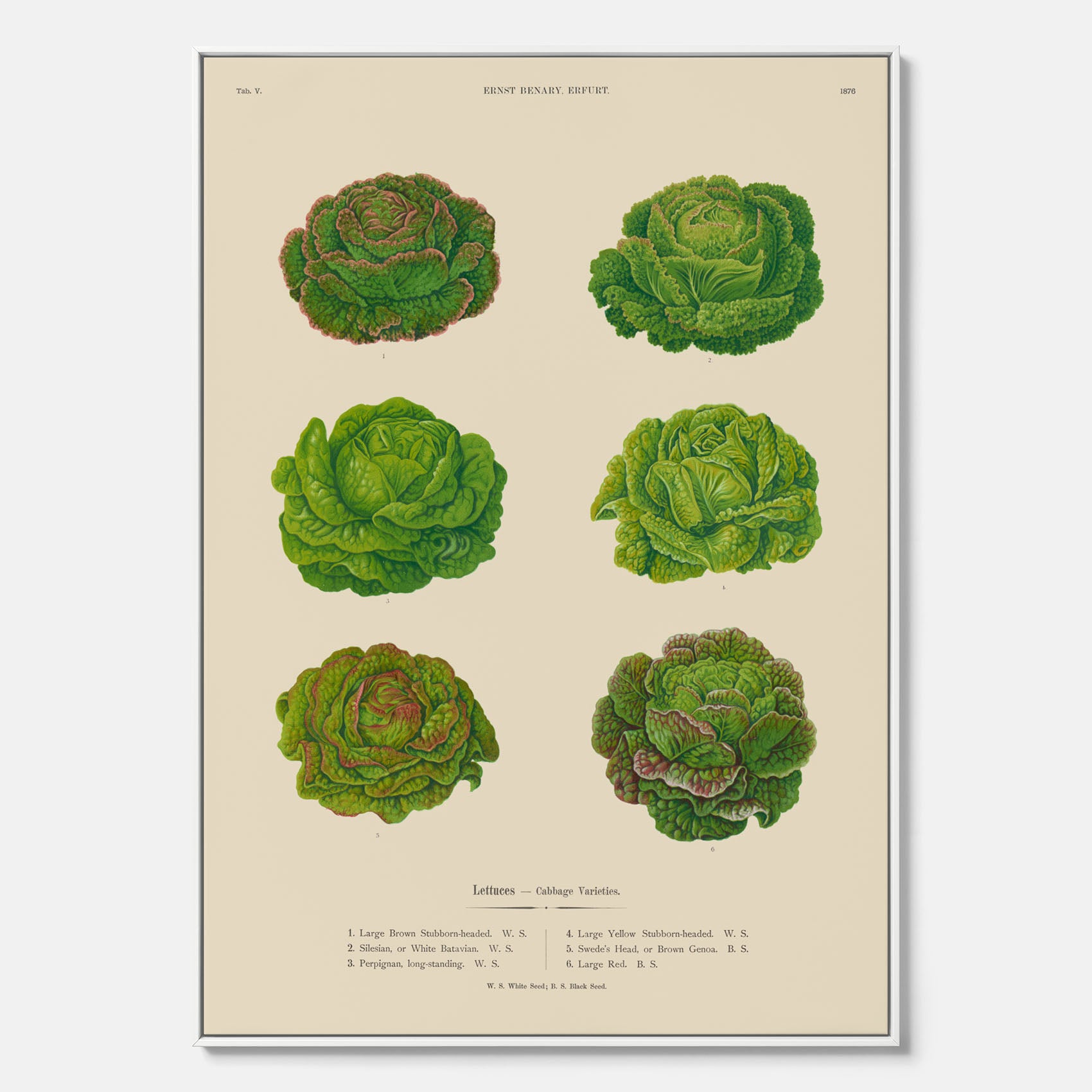 Kökstavla med Sallad poster – Canvas med salladshuvuden, salladposter av Ernst Benary, salladstavla, tavla med salladshuvuden, skolposter, köksposter, poster till kök