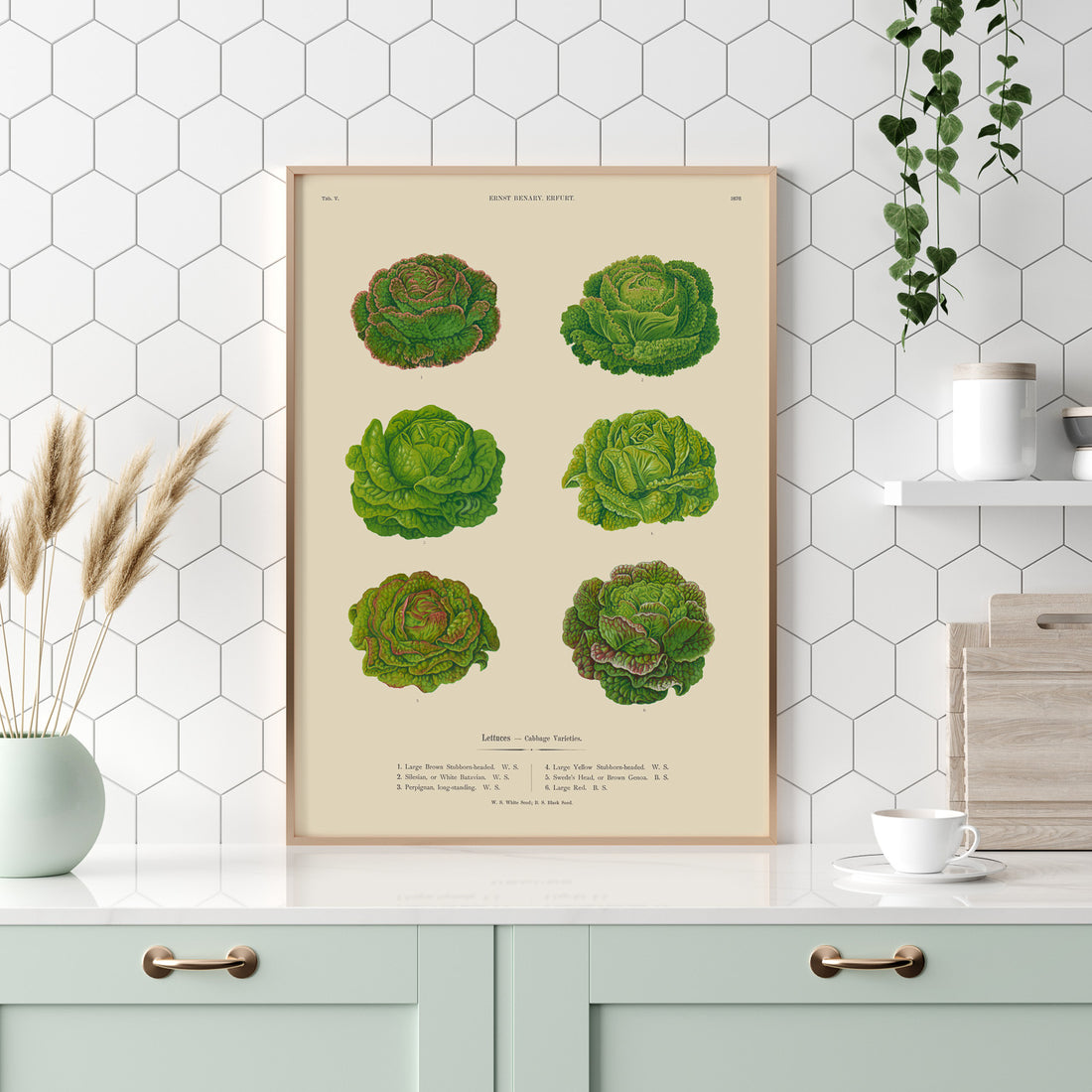 Kökstavla med Sallad poster – Plansch med salladshuvuden, salladposter av Ernst Benary, salladstavla, tavla med salladshuvuden, skolposter, köksposter, poster till kök