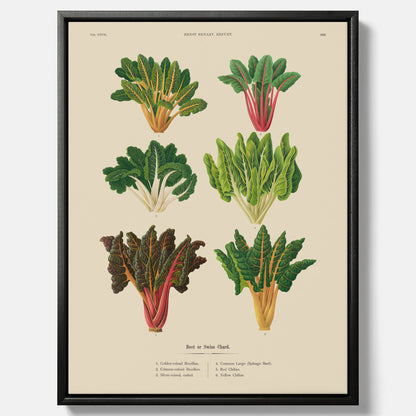 Kökstavla med mangold poster – Canvastavla med mangold, mangoldposter av Ernst Benary, mangoldtavla, tavla med mangold, skolposter, köksposter, poster till kök