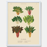Kökstavla med mangold poster – Plansch med mangold, mangoldposter av Ernst Benary, mangoldtavla, tavla med mangold, skolposter, köksposter, poster till kök