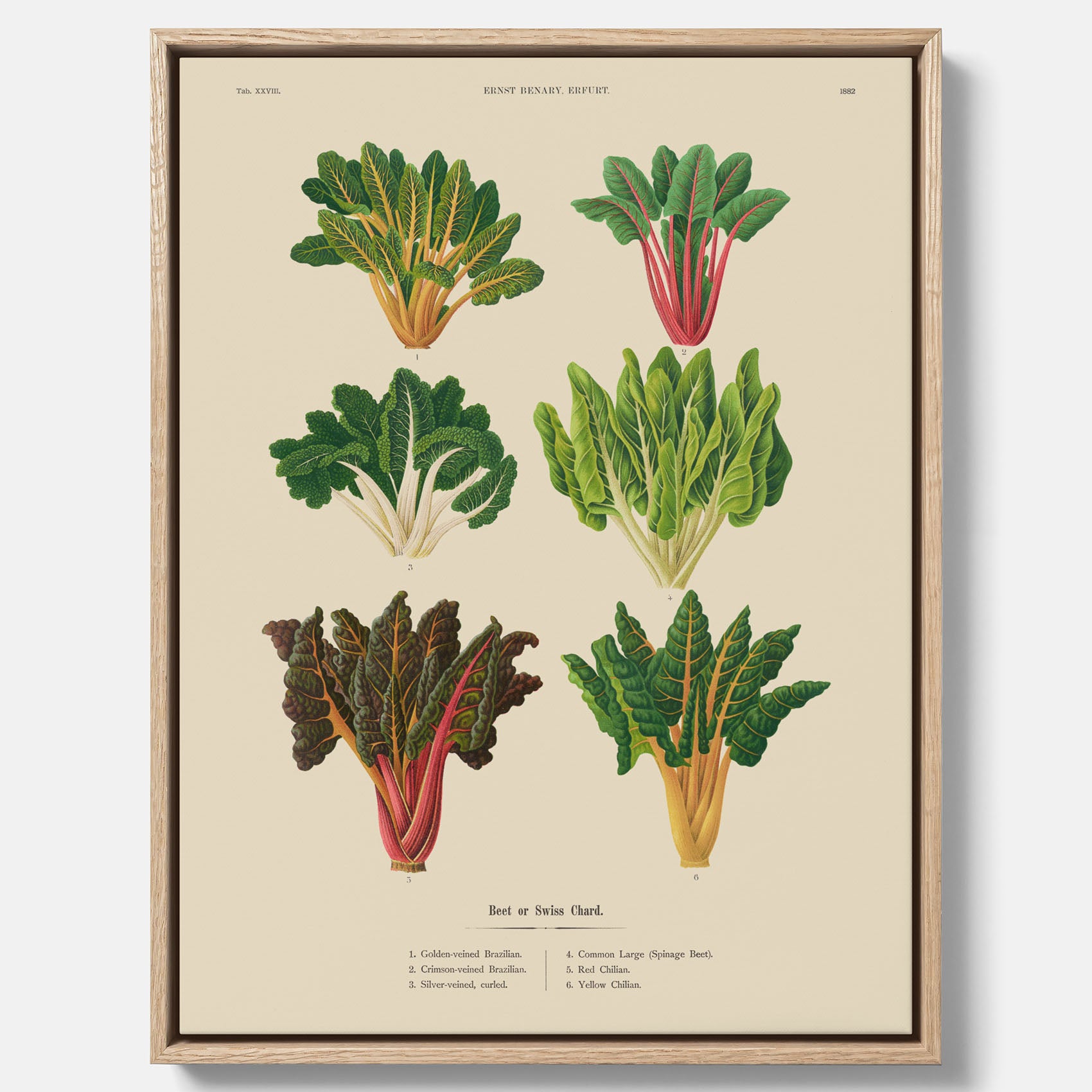 Kökstavla med mangold poster – Canvastavla med mangold, mangoldposter av Ernst Benary, mangoldtavla, tavla med mangold, skolposter, köksposter, poster till kök