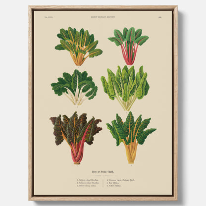 Kökstavla med mangold poster – Canvastavla med mangold, mangoldposter av Ernst Benary, mangoldtavla, tavla med mangold, skolposter, köksposter, poster till kök