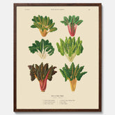 Kökstavla med mangold poster – Plansch med mangold, mangoldposter av Ernst Benary, mangoldtavla, tavla med mangold, skolposter, köksposter, poster till kök