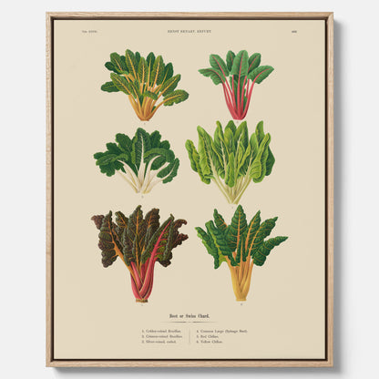 Kökstavla med mangold poster – Canvastavla med mangold, mangoldposter av Ernst Benary, mangoldtavla, tavla med mangold, skolposter, köksposter, poster till kök