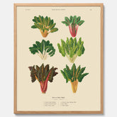 Kökstavla med mangold poster – Plansch med mangold, mangoldposter av Ernst Benary, mangoldtavla, tavla med mangold, skolposter, köksposter, poster till kök
