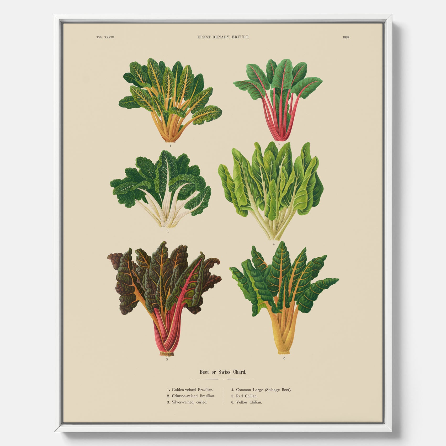 Kökstavla med mangold poster – Canvastavla med mangold, mangoldposter av Ernst Benary, mangoldtavla, tavla med mangold, skolposter, köksposter, poster till kök