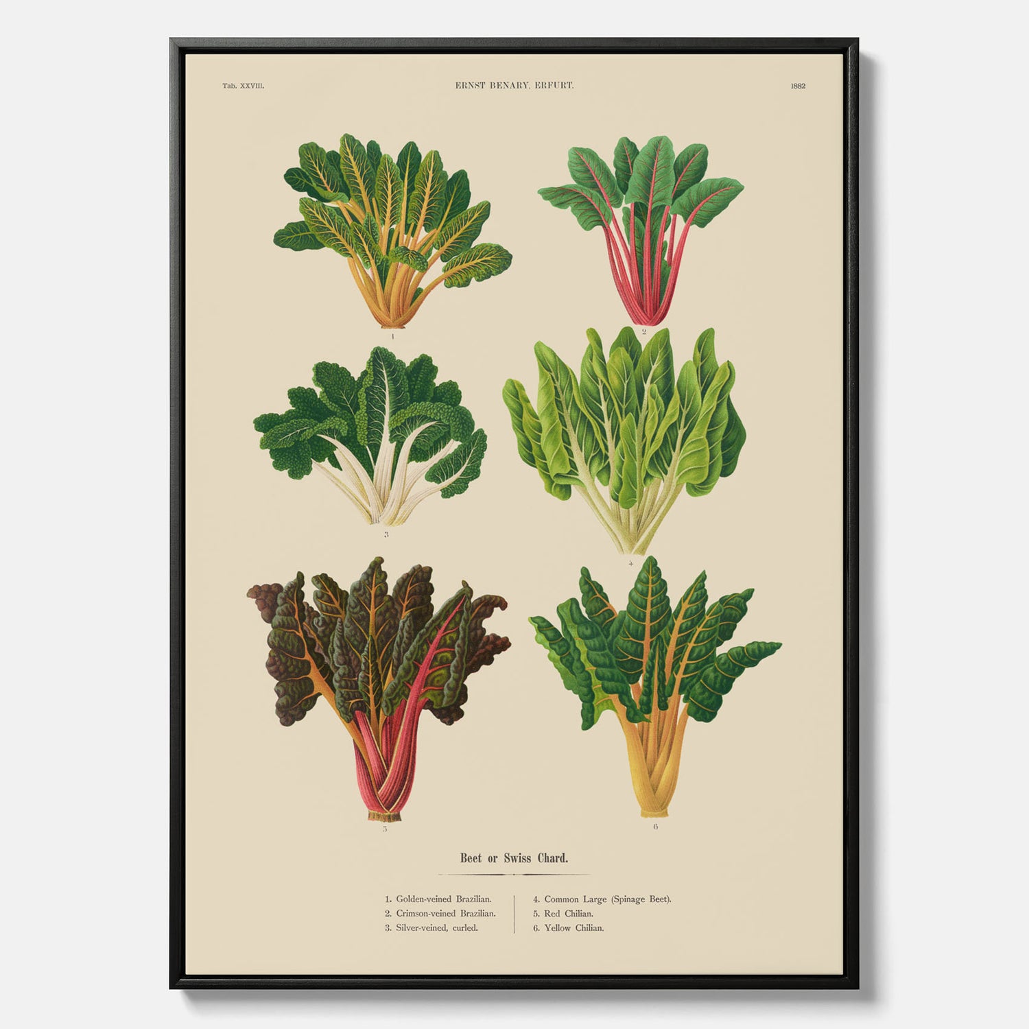 Kökstavla med mangold poster – Canvastavla med mangold, mangoldposter av Ernst Benary, mangoldtavla, tavla med mangold, skolposter, köksposter, poster till kök