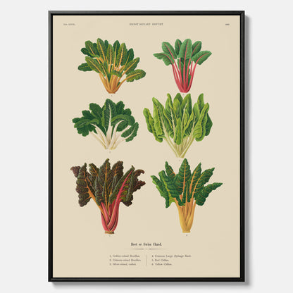 Kökstavla med mangold poster – Canvastavla med mangold, mangoldposter av Ernst Benary, mangoldtavla, tavla med mangold, skolposter, köksposter, poster till kök