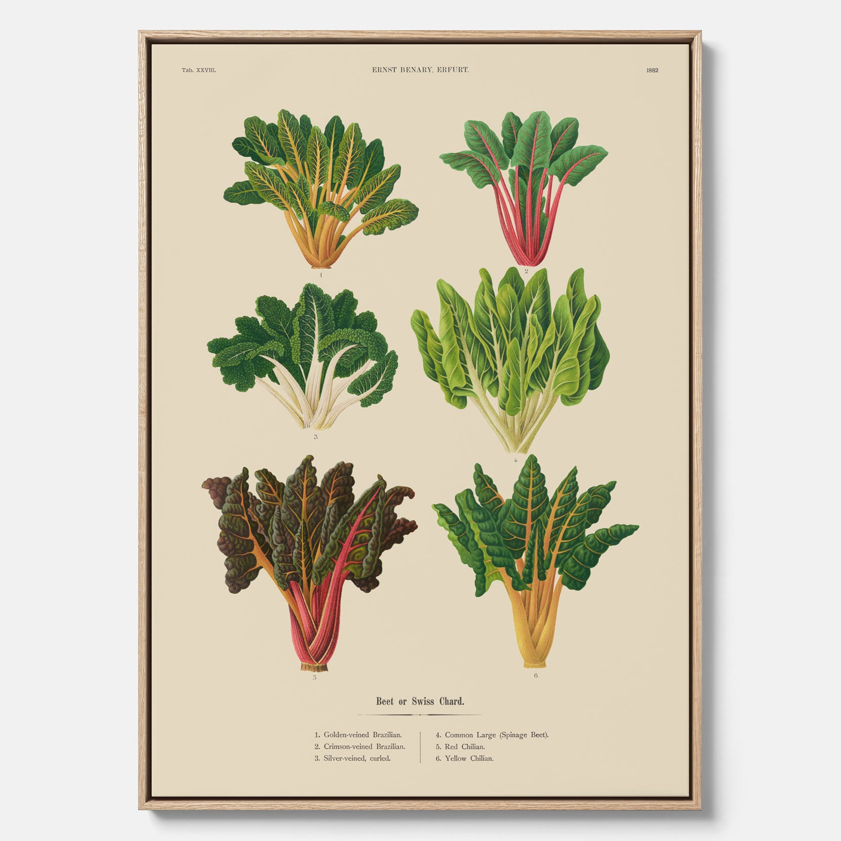 Kökstavla med mangold poster – Canvastavla med mangold, mangoldposter av Ernst Benary, mangoldtavla, tavla med mangold, skolposter, köksposter, poster till kök