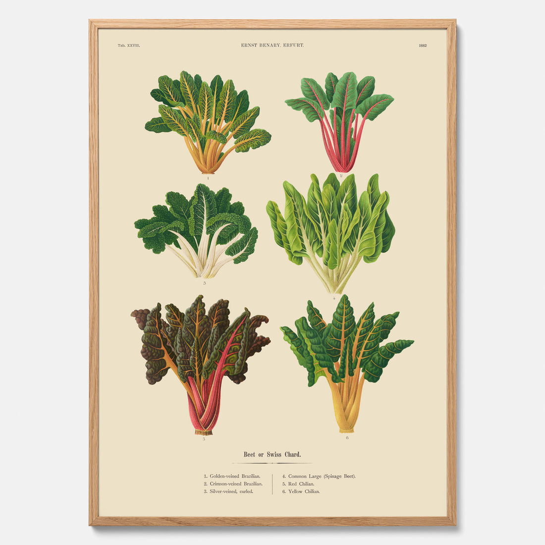 Kökstavla med mangold poster – Plansch med mangold, mangoldposter av Ernst Benary, mangoldtavla, tavla med mangold, skolposter, köksposter, poster till kök