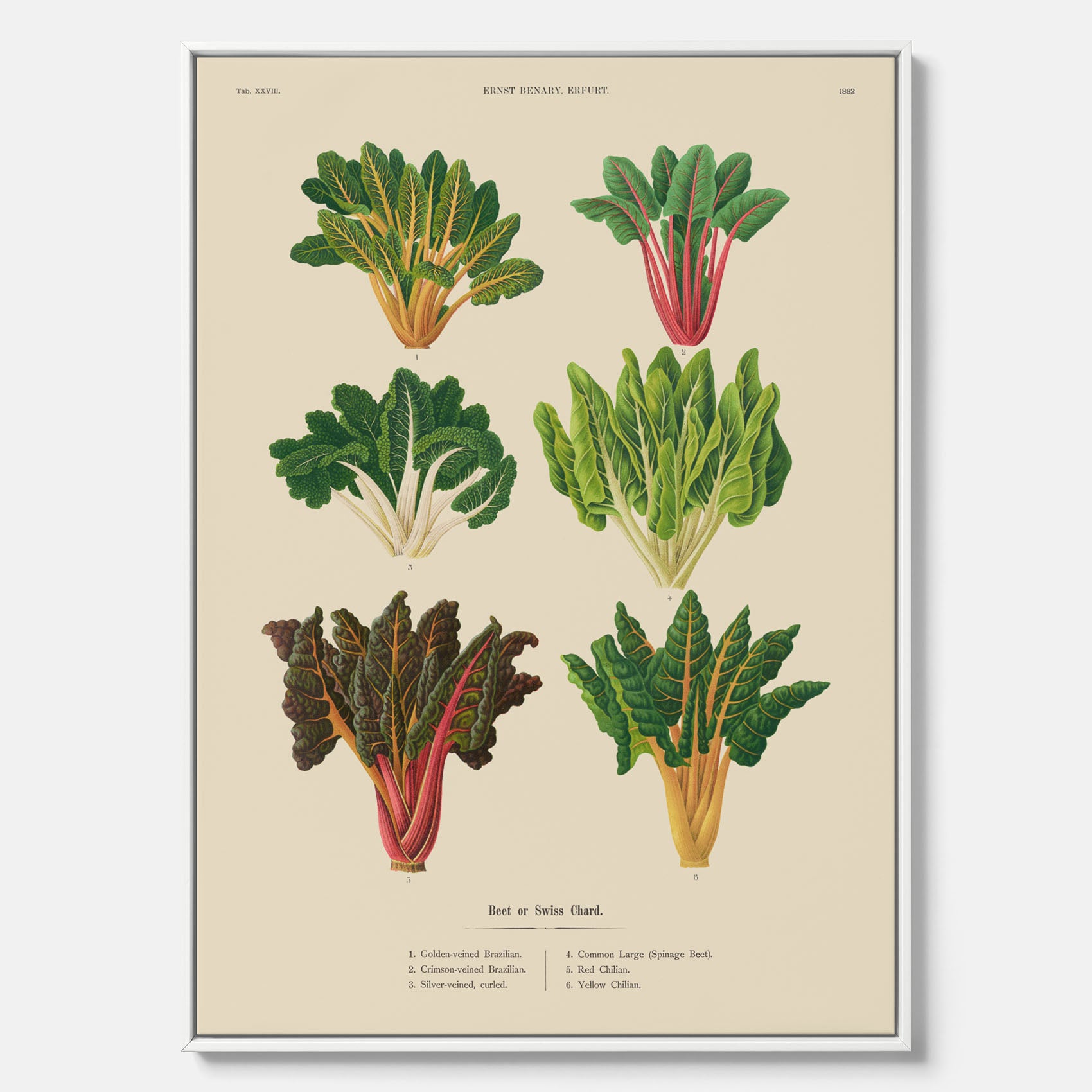 Kökstavla med mangold poster – Canvastavla med mangold, mangoldposter av Ernst Benary, mangoldtavla, tavla med mangold, skolposter, köksposter, poster till kök