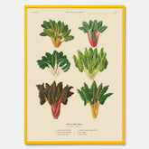 Kökstavla med mangold poster – Plansch med mangold, mangoldposter av Ernst Benary, mangoldtavla, tavla med mangold, skolposter, köksposter, poster till kök